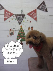 カット後トイプードル