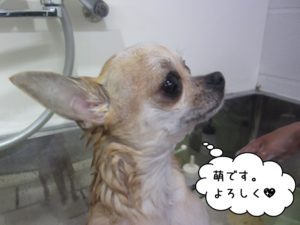 シャンプー中チワワ