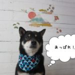 富士山前柴犬