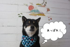 富士山前柴犬