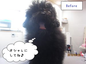 カット前トイプードル