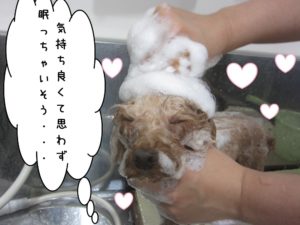シャンプー中トイプードル