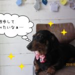 くつろぎミニチュアダックス