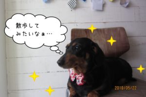 くつろぎミニチュアダックス