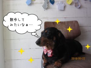 くつろぎミニチュアダックス