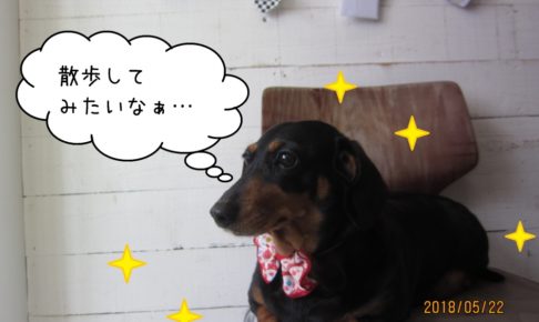 くつろぎミニチュアダックス