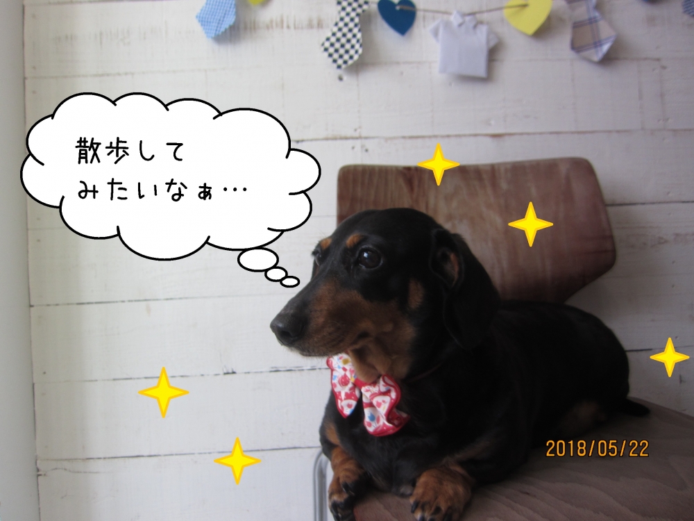 くつろぎミニチュアダックス