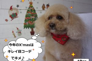 クリスマストイプードル