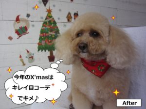 クリスマストイプードル