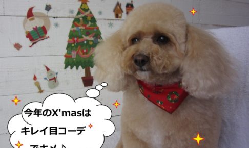クリスマストイプードル