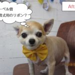 黄色リボンチワワ