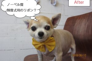 黄色リボンチワワ