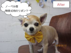 黄色リボンチワワ