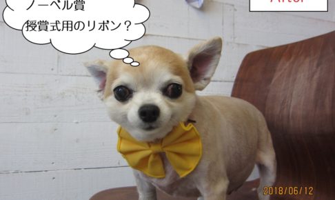 黄色リボンチワワ