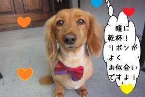 正面ミニチュアダックス