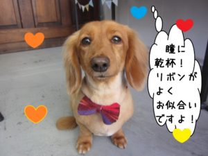 正面ミニチュアダックス