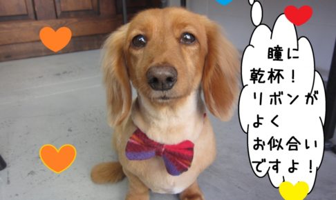 正面ミニチュアダックス