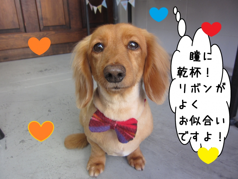 正面ミニチュアダックス