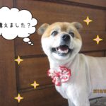 笑顔ミックス犬