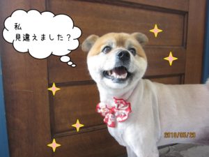 笑顔ミックス犬