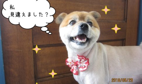 笑顔ミックス犬