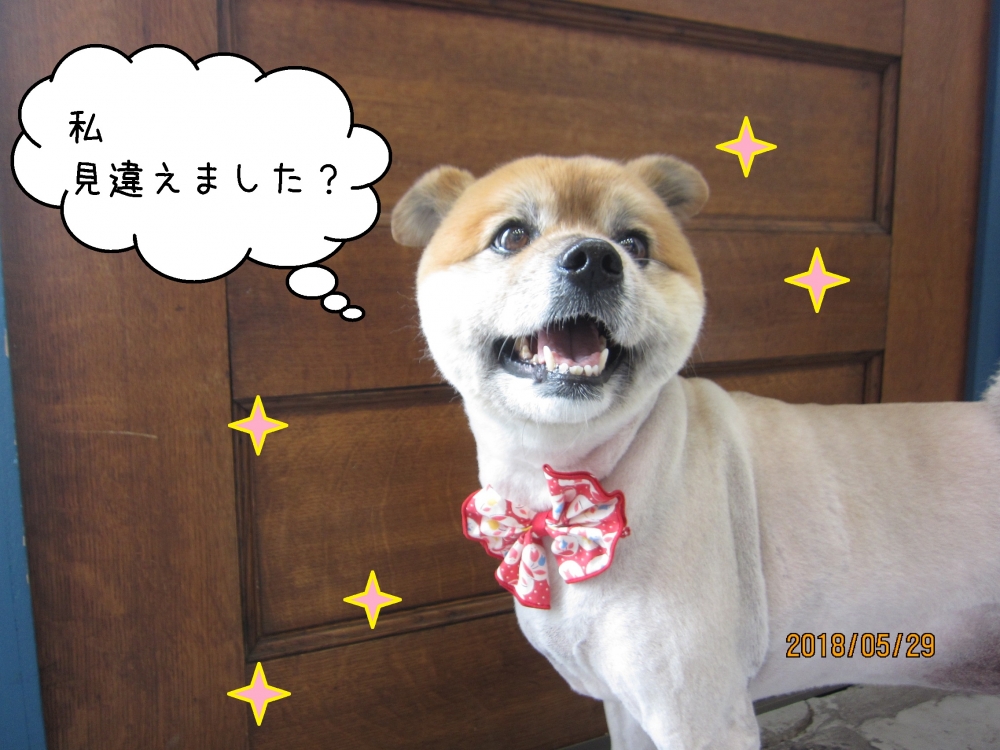 笑顔ミックス犬