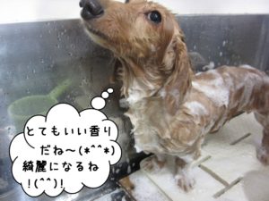 シャンプー中ミニチュアダックス