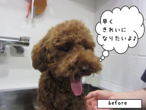 カット前トイプードル