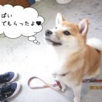 おすわり柴犬赤ちゃん