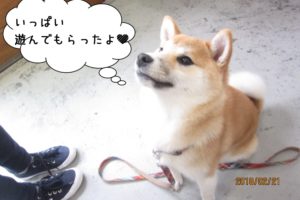 おすわり柴犬赤ちゃん