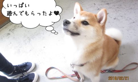 おすわり柴犬赤ちゃん