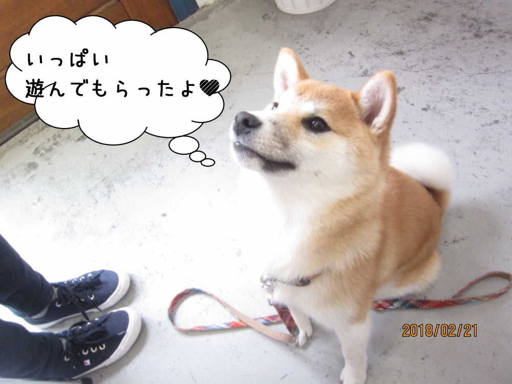 おすわり柴犬赤ちゃん