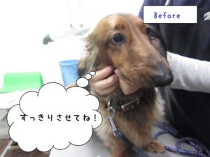 カット前ミニチュアダックス