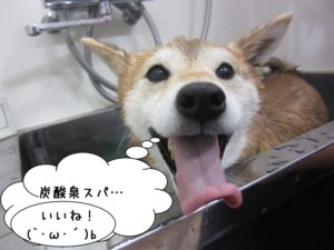 スパ中柴犬