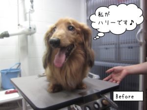 カット前ミニチュアダックス