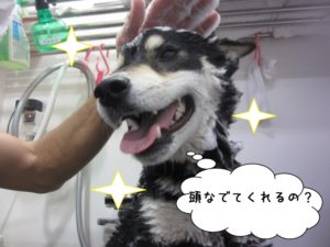 シャンプー中柴犬