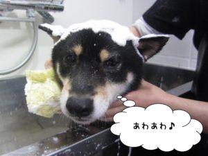 シャンプー中柴犬