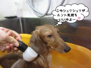 スパ中ミニチュアダックス