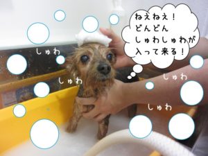 スパ中ヨーキー