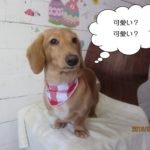 笑顔ミニチュアダックス