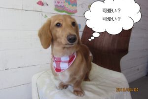 笑顔ミニチュアダックス