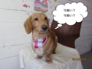 笑顔ミニチュアダックス