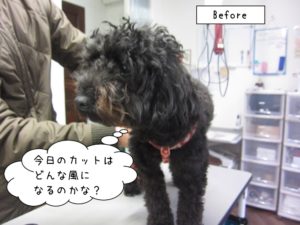 カット前トイプードル