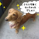 おすましミニチュアダックス