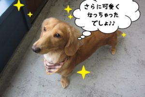 おすましミニチュアダックス