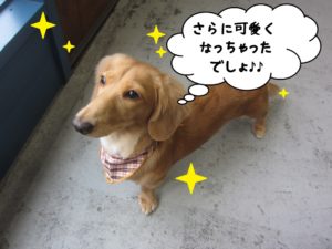おすましミニチュアダックス