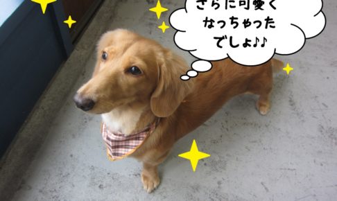 おすましミニチュアダックス