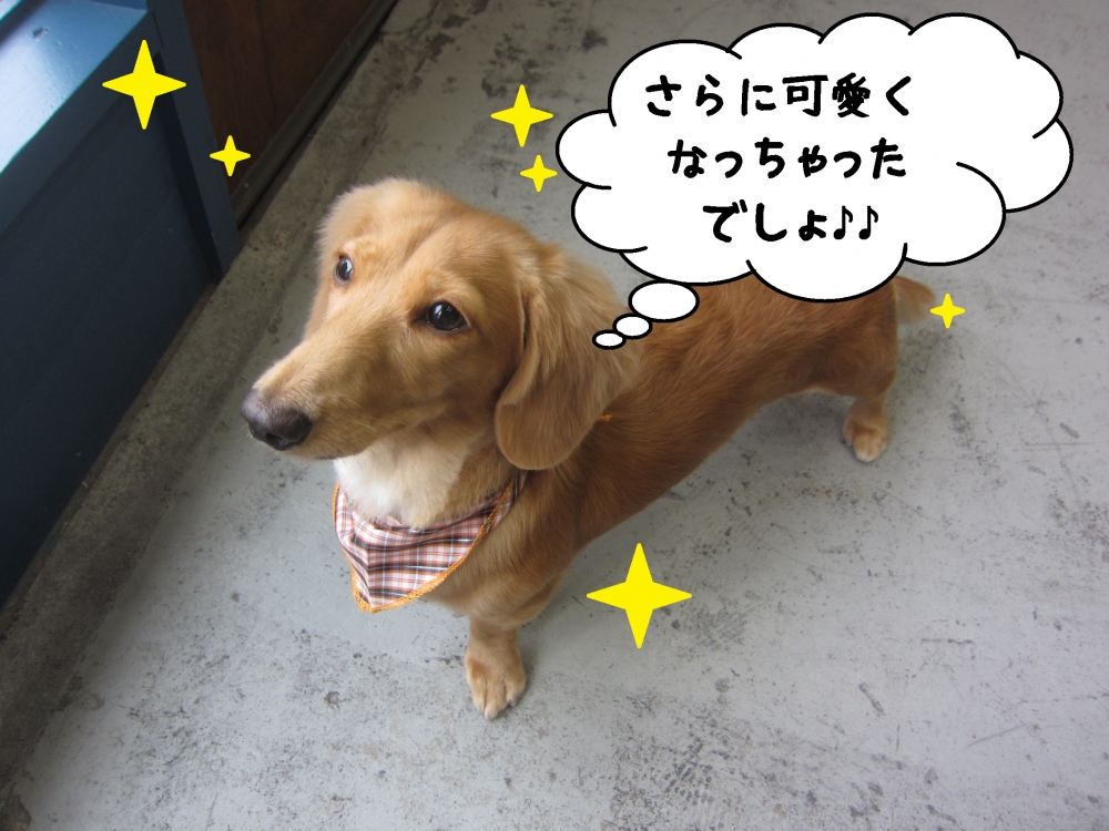 おすましミニチュアダックス