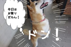 ジャンプ柴犬