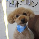 きょとんトイプードル